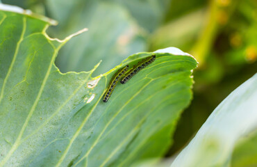 A group of several pest caterpillars on the leaves of white cabbage in the vegetable garden in summer