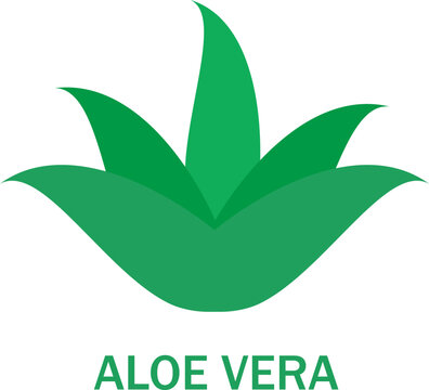 Aloe vera icon isolated on white background. Aloe vera flat icon for web site, app, banner and logo. Aloe vera for poster, ads, label, emblem and badge. Aloe vera vector illustration	