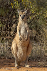 Euro Wallaroo in Northern Territory Australia