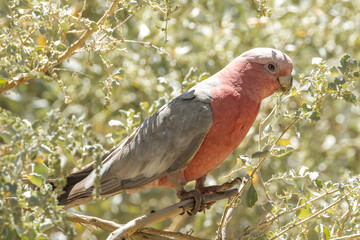 Galah Cockatoo in Northern Territory Australia