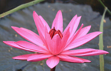 Closeup of a Vibrant Pink Water Lily Flower Blossoming in the Pond