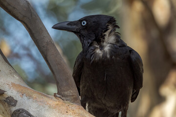 Little Crow in Northern Territory Australia