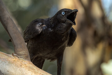 Little Crow in Northern Territory Australia