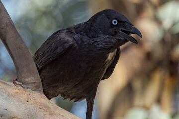 Little Crow in Northern Territory Australia