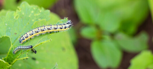 One pest caterpillar on the leaves of white cabbage in the vegetable garden in summer