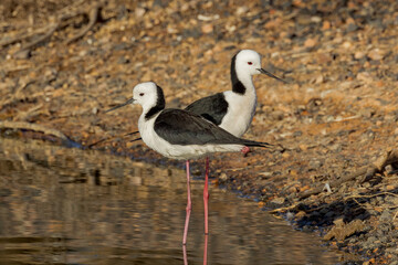 Pied or Black-winged Stilt in Northern Territory Australia