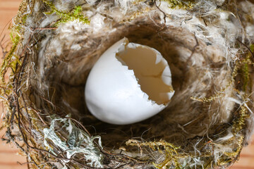 A small wild hatched egg and nest