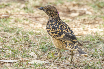 Western Bowerbird in Northern Territory Australia