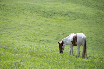 Obraz premium 草を食べる馬