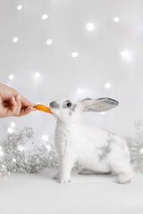 Cute charming rabbit on a festive beautiful background. Greeting card. Funny easter bunny. Symbol of the year 2023 oriental new year. Bright winter garland. White flowers. Hare with mustache and ears