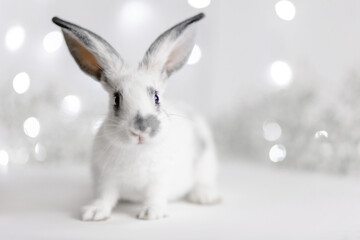 Cute charming rabbit on a festive beautiful background. Greeting card. Funny easter bunny. Symbol of the year 2023 oriental new year. Bright winter garland. White flowers. Hare with mustache and ears