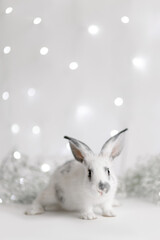Cute charming rabbit on a festive beautiful background. Greeting card. Funny easter bunny. Symbol of the year 2023 oriental new year. Bright winter garland. White flowers. Hare with mustache and ears