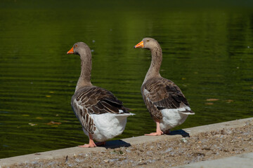 Gänse