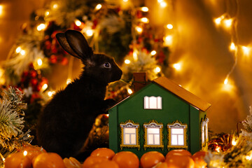 Christmas card. 2023 is the year of the black rabbit in the Chinese calendar. The hare is sitting...