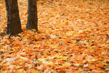 Autumn landscape is an autumn city park with fallen yellow autumn leaves and autumn trees. Selective focus