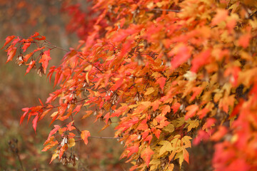 Naklejka na ściany i meble The season of beautiful autumn leaves. Selective focus