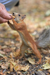 A red squirrel eats nuts from the hands of a man. A man feeds an animal. Soft focus