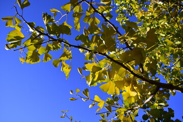 branch of Ginkgo biloba in autumn against the blue sky