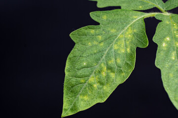 Yellow and white spots on tomato leaves. Plant diseases during the cultivation of vegetables