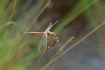 Gemeine Heidelibelle (Sympetrum vulgatum), Weibchen
