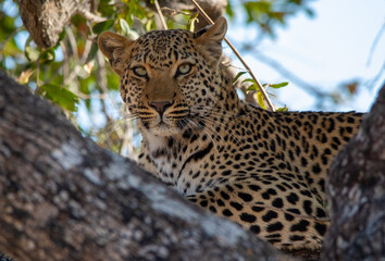 Portrait of a leopard in a tree
