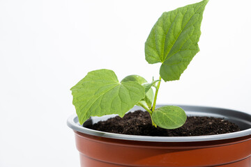 Growing cucumbers from seeds. Step 5 - sprout has grown, the appearance of the third leaf