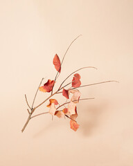 Tree branch hovering with red autumn leaves on bright beige background. Minimal idea for fall season. Creative view of autumn concept. Colorful october layout with copy space.