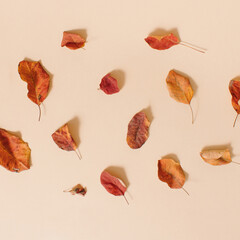 Red autumn leaves on bright beige background. Minimal idea for natural October season. Creative flat lay fall concept. Colorful autumn tree design.