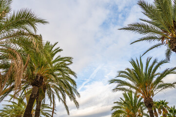 Fototapeta na wymiar Vue du ciel de Cambrils avec les palmiers