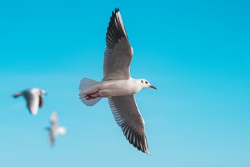 Seagull soaring in the blue sky