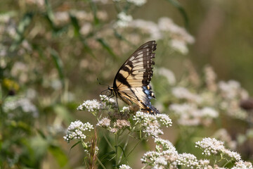 Obraz na płótnie Canvas Beautiful eastern tiger swallowtail helping to pollinate this white wildflower in this meadow. These beautiful pollinators are so great for the environment. The the pretty black and yellow stripes.