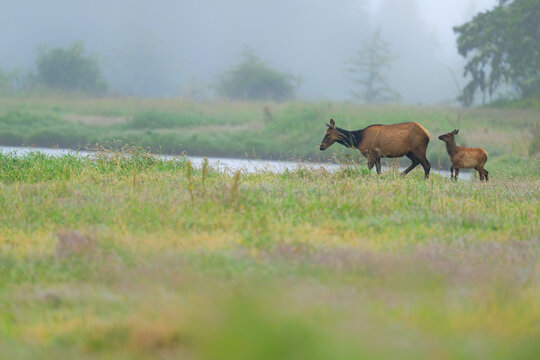 Wild elk walking with baby elk in the flowery spring meadow. Moody fog  background.Wildlife animal with new born calf in the west .
