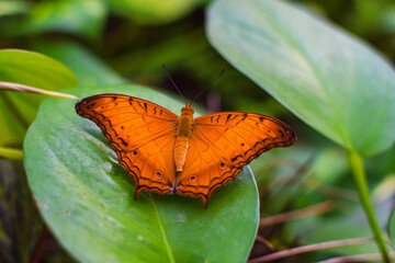 The Malay Cruiser butterfly on leaf