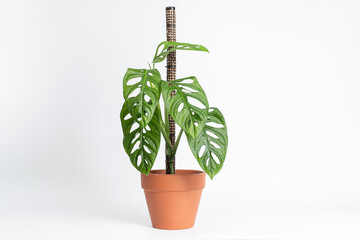 Monstera Adansonii in terracotta pot on isolated white background