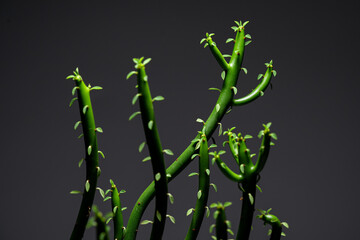 Euphorbia Tirucalli close up with isolated black background