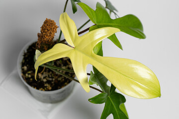 Philodendron Florida Ghost new leaf close up. Leaf colour change. Variegation leaf. Philodendron Florida Ghost Mint © JCM