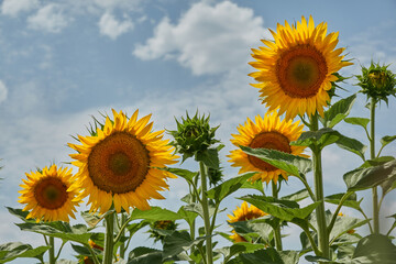 Field of sunflowers in Castilla y León. Spain