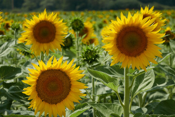 Obraz premium Field of sunflowers in Castilla y León. Spain