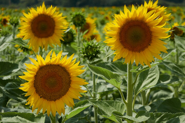 Field of sunflowers in Castilla y León. Spain