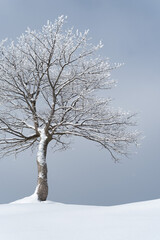 Fototapeta na wymiar Snow covered tree