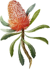 Banksia, watercolor botanical illustration