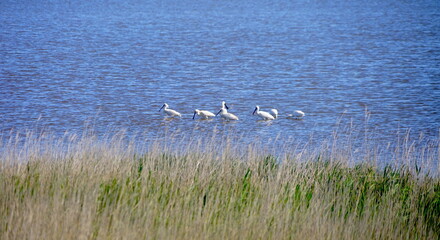 Löffler an der dänischen Nordseeküste, Natur, Arten, Wasservögel, Vogel, Biodiversität