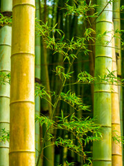 Bamboo forest background