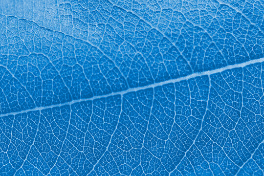 Macro leaf texture blue colorized with beautiful relief facture of plant, close up macro photo