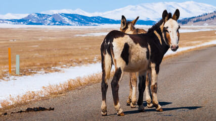 Donkey
