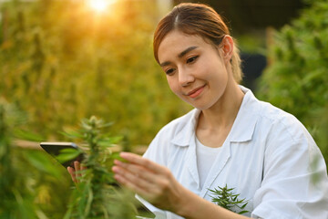 Confident Asian researchers or scientists checking plants flowers cannabis in cannabis field with tablet.