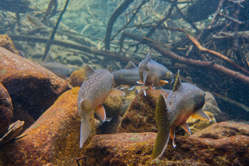 Underwater photography of Miyabei Wana in Lake Shikaribetsu, Hokkaido