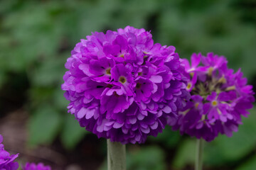 Obraz premium Beautiful purple flowers known as rhododendron, close-up view of purple blooms, macro view, and blurred background