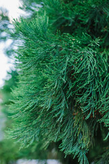 A branch of the Mediterranean cypress . Juicy green greens. Cupressus sempervirens. Blurred background and bokeh.