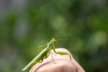手の上にのった緑色のカマキリ